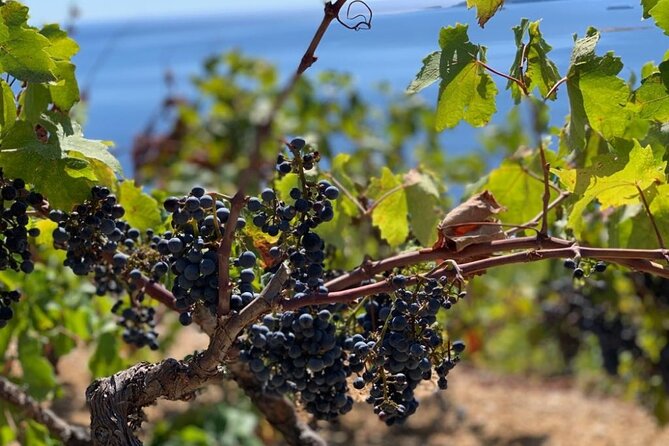 Authentic private viewpoint wine&dine tour - Brsečine Private Viewpoint: The Coast Finale With Wine and a Real Sense of Distance