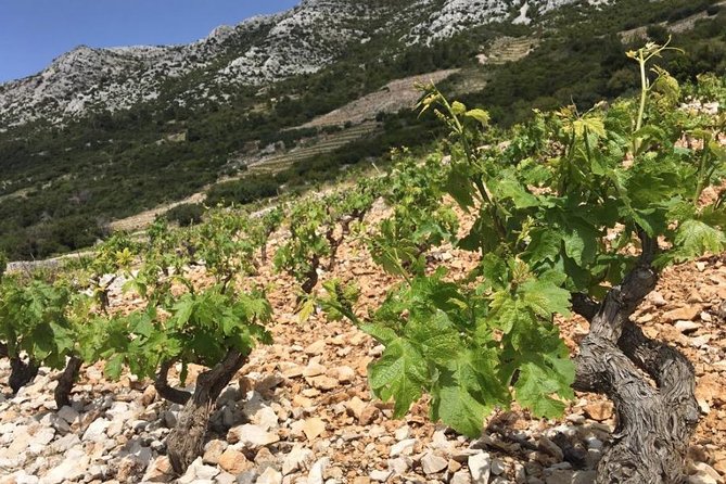 Classic Tour with Wine Tastings from Dubrovnik - Peljesac Peninsula Winery Visits: How the Tastings Are Taught