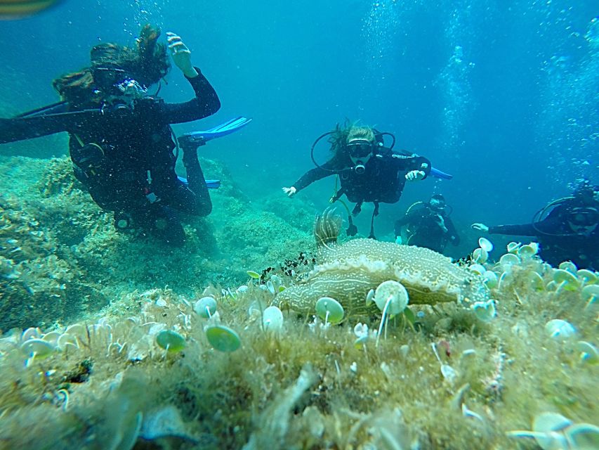 Dubrovnik: 1-Day Discover Scuba Diving Course - Key highlights worth planning for