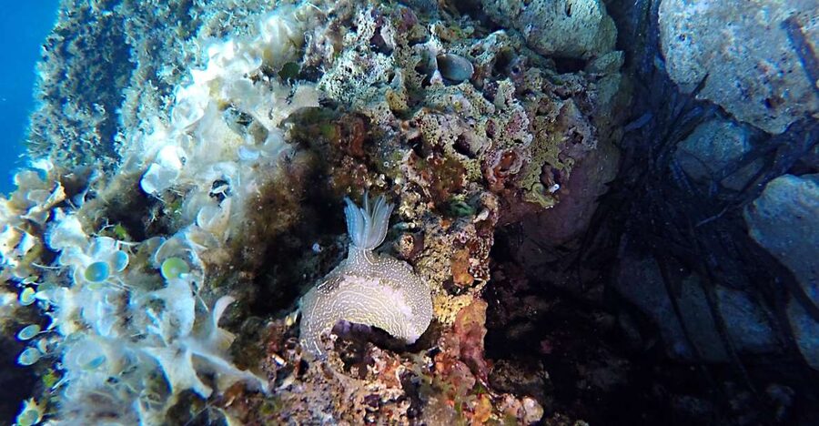 Dubrovnik: 1-Day Discover Scuba Diving Course - A 1-day Discover Scuba course that fits real travel days