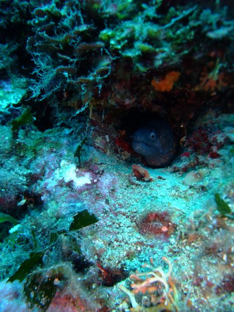 Dubrovnik: 1-Day Diving Package - Why Dubrovnik’s southern Adriatic works so well for scuba