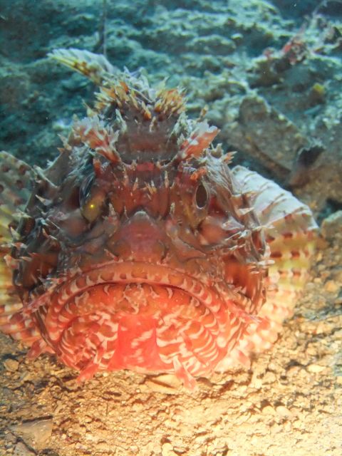 Dubrovnik: 1-Day Diving Package - Price and value: is $164 a good deal for one day?