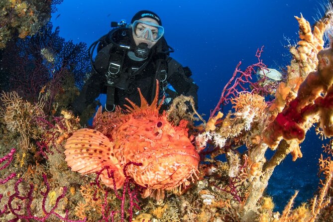 Dubrovnik 1 Dive for Certified Divers - Small group advantage: max 5 and more attention per person