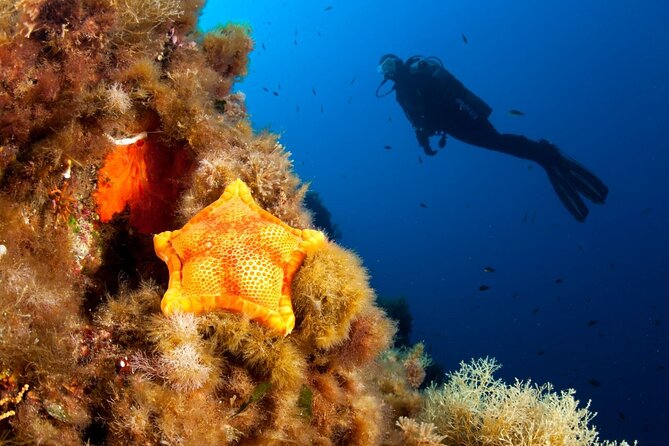 Dubrovnik 1 Dive for Certified Divers - What you might see: caves, walls, reefs, and wrecks