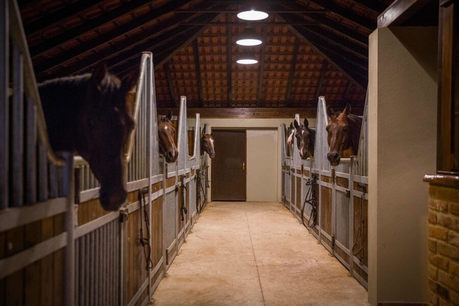 Dubrovnik Kojan Koral: Horseback Riding - Who should book this, and who should think twice