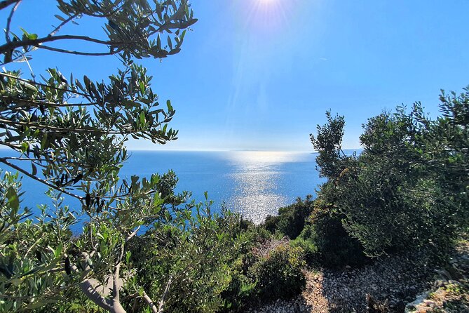 Dubrovnik Private Wine Tasting Tour to Peljesac Peninsula - Stop 3: Ćurlin winery in Ponikve and the Plavac Mali connection