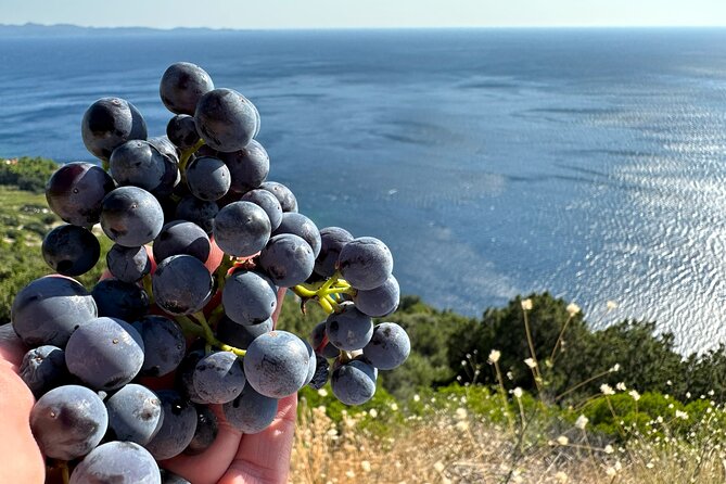Dubrovnik Private Wine Tasting Tour to Peljesac Peninsula - Stop 5: Matuško Winery’s cellar tour and tasting choices