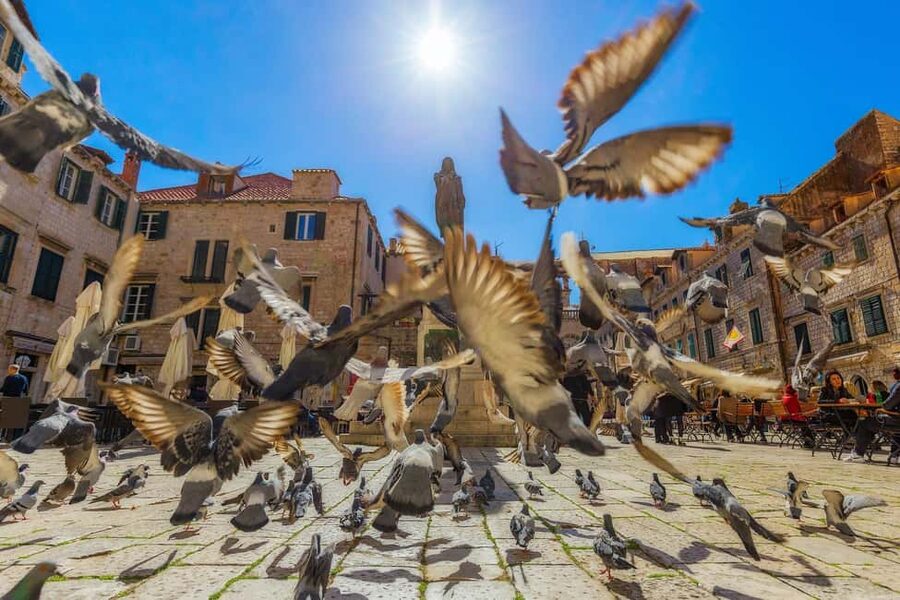 From Makarska Riviera : Dubrovnik Small Group Tour - The city walls: the main event, timed just right