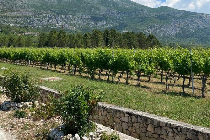 Half-Day Wine and Food Tasting from Dubrovnik - Should you book the Half-Day Wine and Food Tasting from Dubrovnik?