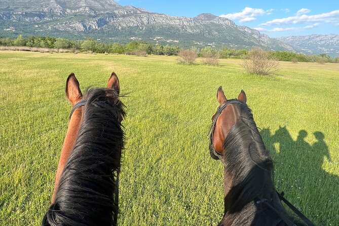 Horseback Riding Experience with transport from Dubrovnik - The Actual Riding: Calm Horses and Simple Control