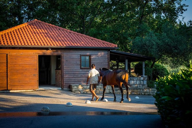 Horseback Riding in Konavle Region with Transport from Dubrovnik - Who This Tour Fits Best (and Who Might Want to Skip)