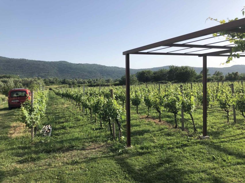 Konavle Valley: Private Half-Day Tour with Wine Tasting - The family winery experience: wine tasting that comes with context