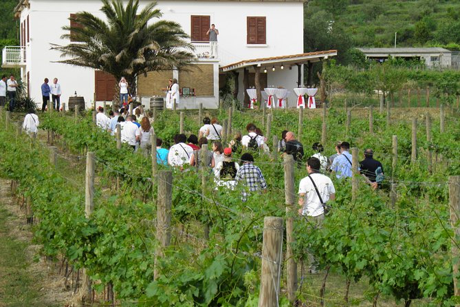 Konavle Valley Wine Tour from Dubrovnik with Train Ride and Wine Tasting - Konavle Valley: the kind of wine day trip Dubrovnik usually needs