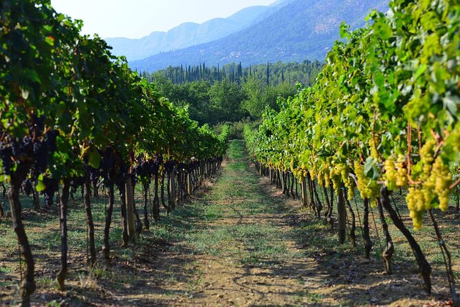 Korčula & Ston: Island Charms, Pelješac Delights & Wine Tasting - Stop Two: Ston Salt Works (A Quick Look, Optional Paid Entrance)