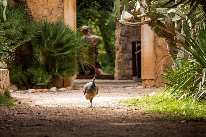 Legendary Game of Thrones & Lokrum Island Tour - Lokrum Island Botanical Gardens and the Iron Throne Photo Stop