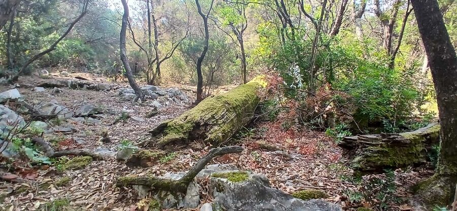 Lokrum Island Scenic Hike: History, Nature & Stories - Coffee break, Dead Sea saltwater lake, and the optional swim call
