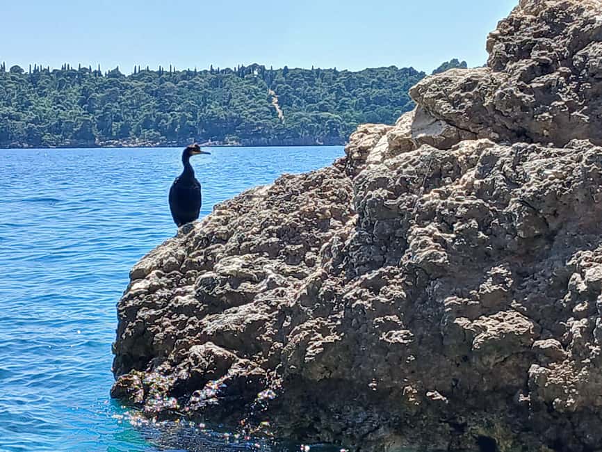 Lokrum Island Scenic Hike: History, Nature & Stories - Price and value: what $90 buys on Lokrum