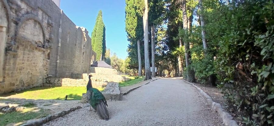 Lokrum Island Scenic Hike: History, Nature & Stories - The 30-minute hike to Napoleon’s fort: views plus a human story