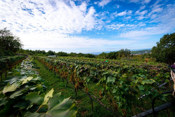 Olive farm & village - From Dubrovnik to Vardia Farm: Pickup, Timing, and the Small-Group Advantage