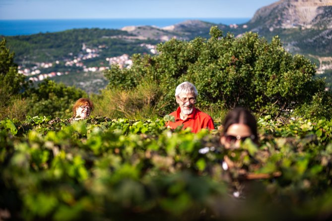 Olive farm & village - Ivica Vlašić’s Family Farm Story: Why the Tour Feels Personal