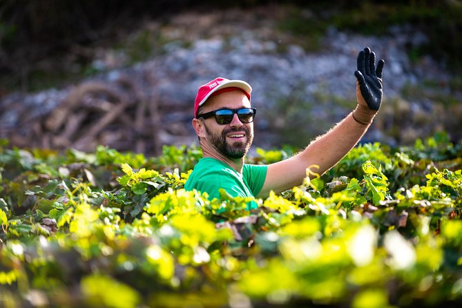 Olive farm & village - Price and Value: What $84.10 Buys You in the Real World