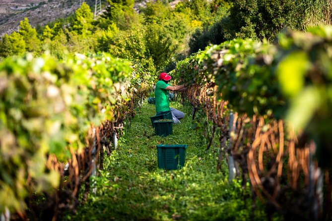 Olive farm & village - Should You Book the Olive Farm & Village Tour?