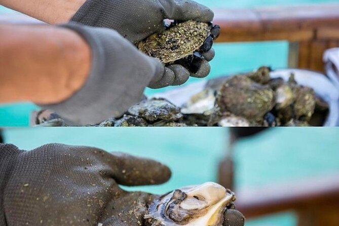 Oyster farm experience / Private day trip from Dubrovnik - Mali Ston Bay oysters: why the tasting here feels earned
