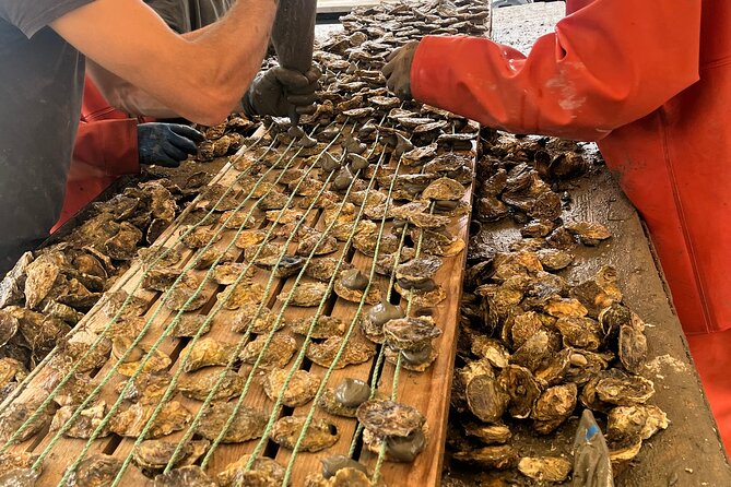 Oyster Farm, Ston and Winery Tour - Key Things You’ll Remember From This Tour