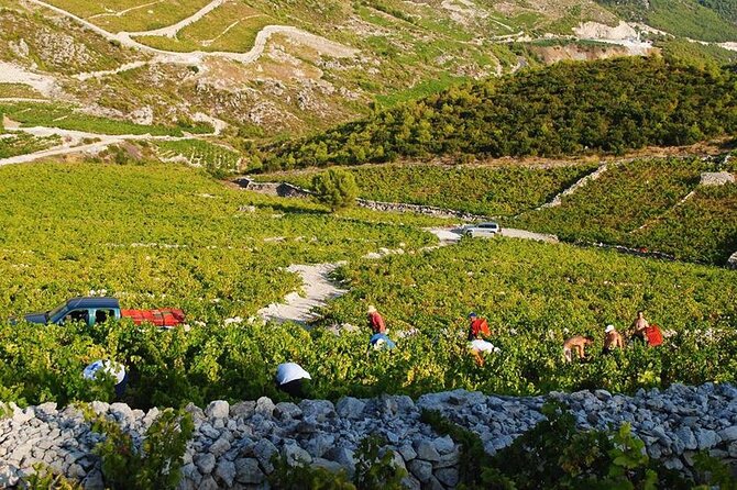 Oysters & Wine Tour From Dubrovnik (Small Group) - Should you book it?