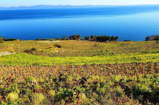 Peljesac and Ston Private Wine Tour with Tastings from Dubrovnik - The Tastings and Food: What You’ll Actually Taste (and Why It’s Not Random)