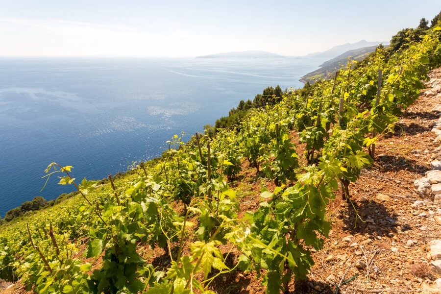 Pelješac Full-Day Wine and Food Tour from Dubrovnik - Mali Ston and Ston: Salt Works, Old Streets, and a Proper Start