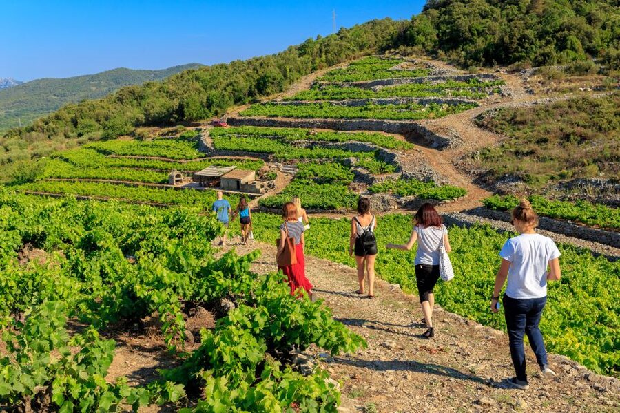 Pelješac Full-Day Wine and Food Tour from Dubrovnik - The Timing and the Walking: What to Expect in Your Body