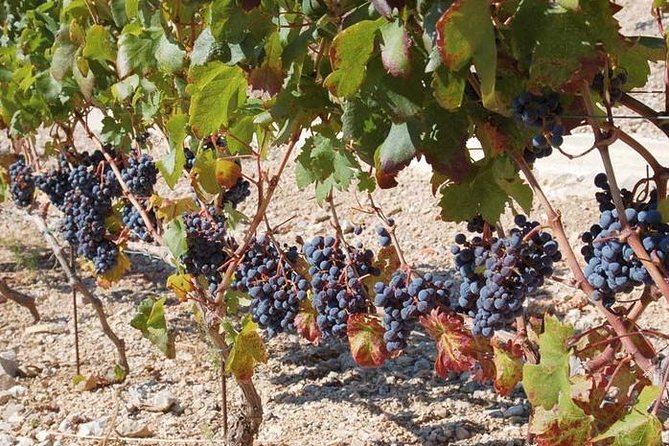 Peljesac Peninsula Day Trip from Dubrovnik: Wine Tasting and Ston Village Tour - Three Family Wineries: Tasting Real Differences in One 8–9 Hour Day