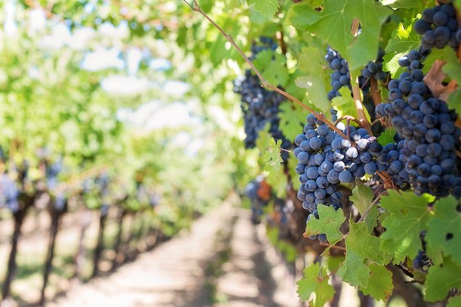 Peljesac Peninsula Wine Tasting Luxury Tour from Dubrovnik - Who should book this Pelješac wine and oyster tour