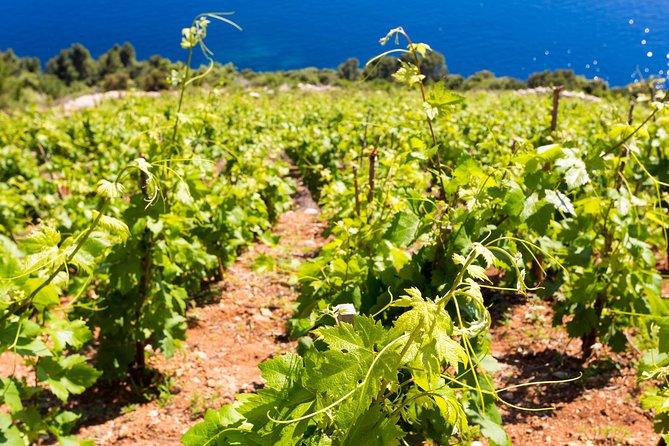 Peljesac&Ston Small-Group Food & Wine Experience from Dubrovnik - Mali Ston and the salt pans: why this is more than a photo stop