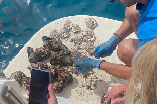 Pelješac - Wine, Oysters and Food Experience from Dubrovnik - Price and value: what $420.55 buys you