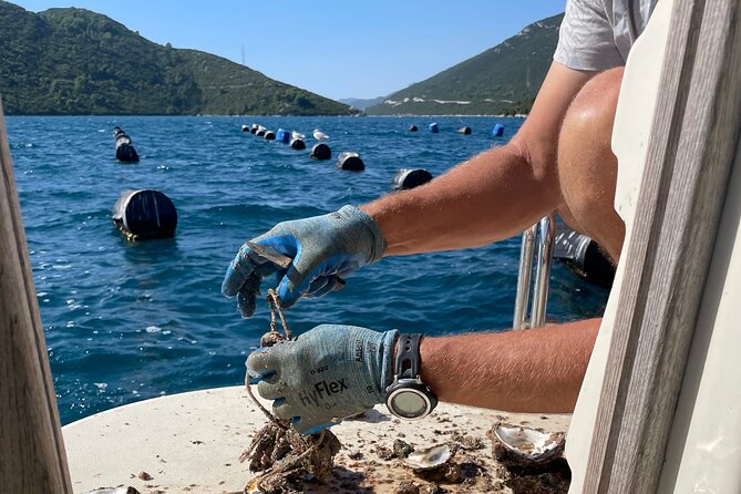 Pelješac - Wine, Oysters and Food Experience from Dubrovnik - Who this tour fits best