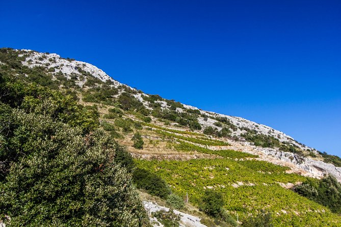 Peljesac Wine & Ston Oysters PRIVATE HALF DAY SHORE TOUR - Mali Ston Bay by Boat: Meeting Mario and Tasting Oysters Fresh From the Sea