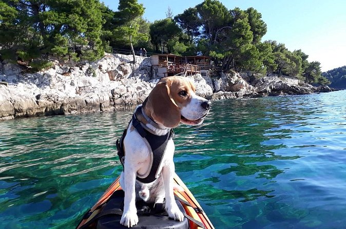 'Pomalo' Guided Sea Kayaking Tour in Cavtat - Kayaks and gear: dry bags and phone safety that are actually useful