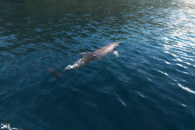 Private Boat Tours Dubrovnik Beach stops and Blue Cave tour - Captains Make It Work: The Human Side of the Day