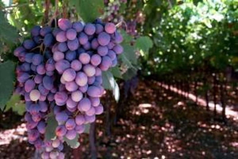 Private Full-Day Wine Tour from Dubrovnik to Peljesac - Key Points Before You Go