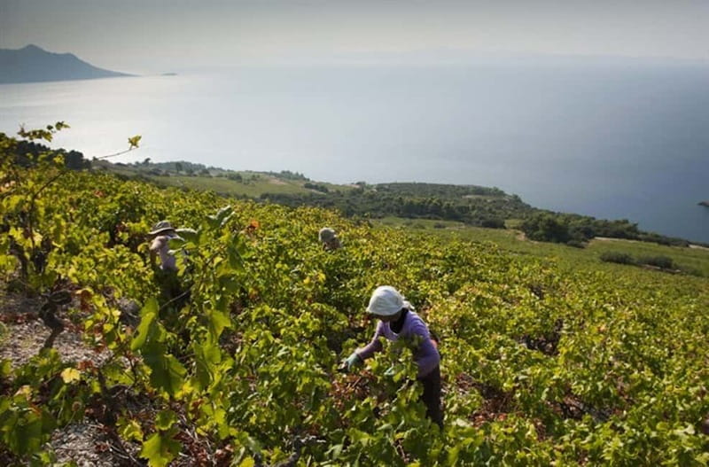 Private Full-Day Wine Tour from Dubrovnik to Peljesac - Lunch on Peljesac: Typical Croatian Food and the Best Kind of Break