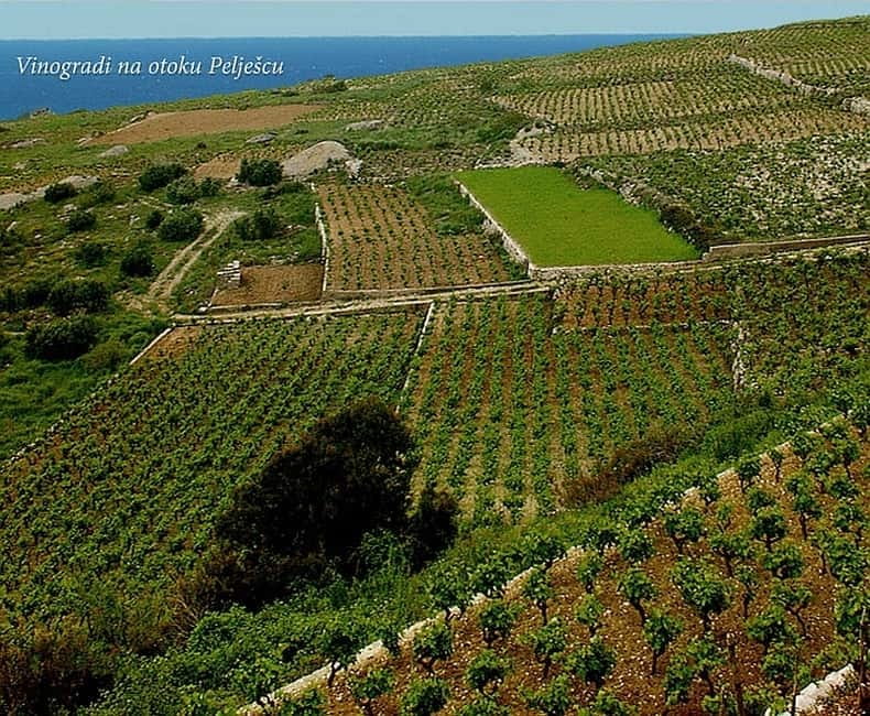 Private Full-Day Wine Tour from Dubrovnik to Peljesac - Choosing Peljesac: Why These Grapes Matter (Plavac mali and Friends)