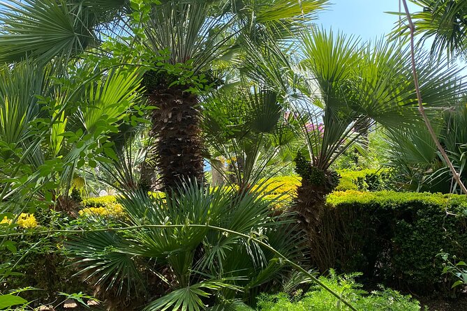 Private Game of Thrones Tour with King's Landing Garden - Trsteno Arboretum: King’s Landing Garden with elbow room