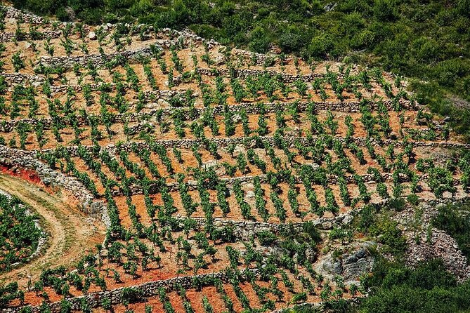 Private Korčula & Ston: Island Charms, Pelješac Delights & Wine - Pelješac Wine Tasting: Plavac Mali and Sea Views for an Hour