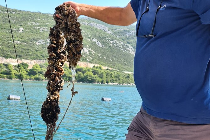 Private Oyster and Wine Tasting Day Trip along Peljesac - Matusko Winery: the big cellar feel and the red wine focus