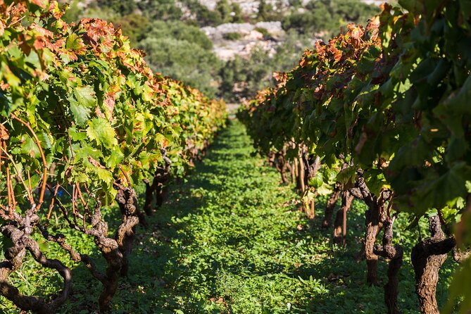 Private Tour: Ston and Peljesac Peninsula Day Trip with Wine Tasting - Ston Town Time: Great Wall of Croatia and the Salt Story
