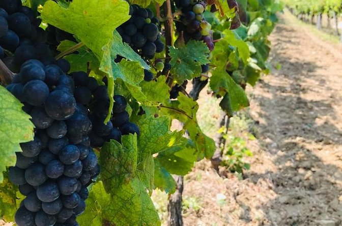 PRIVATE Wine Tour to Konavle country side - Konavle Valley from Dubrovnik: why this private wine tour works