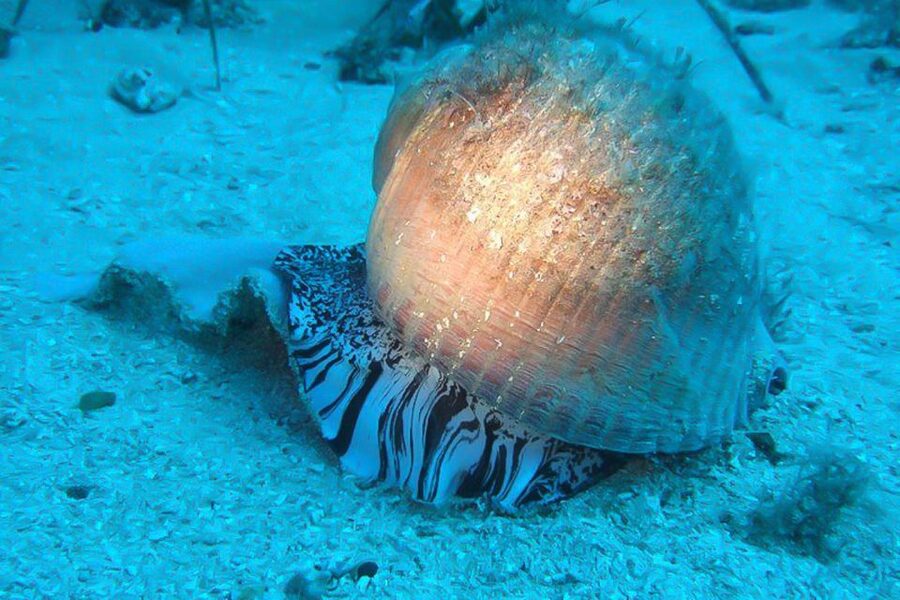 Scuba Diving in Dubrovnik: 1 Dive for Certified Divers - Choosing a Site: Bezdan, Taranto, Tomislav, and 9 More
