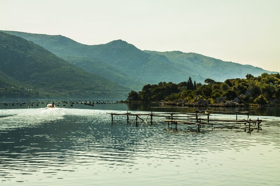 Ston Oyster & Wine Tasting Private Tour From Dubrovnik - Trsteno Arboretum: 15th-century seeds and Game of Thrones filming